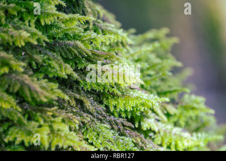 Close up of moss couvrant le tronc d'un arbre, en Californie Banque D'Images