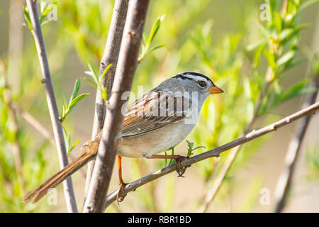Des profils bruant à couronne blanche, Zonotrichia leucophrys, perché sur la branche d'un buisson avec un nouveau feuillage germination dans le centre de l'Alberta. Banque D'Images