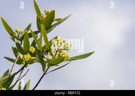 De Californie (Umbellularia laurel) en fleurs Banque D'Images