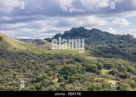 Vignobles sur les collines du Comté de Sonoma, en Californie Banque D'Images