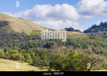 Vignobles sur les collines du Comté de Sonoma, en Californie Banque D'Images