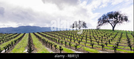 Panorama de Sonoma Valley au début du printemps, en Californie Banque D'Images