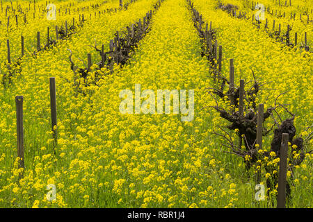 Domaine de la moutarde sauvage en fleur dans un vignoble au printemps, Sonoma Valley, Californie Banque D'Images