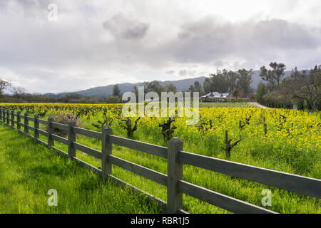 La moutarde sauvage en fleur dans un vignoble au printemps, Sonoma Valley, Californie Banque D'Images