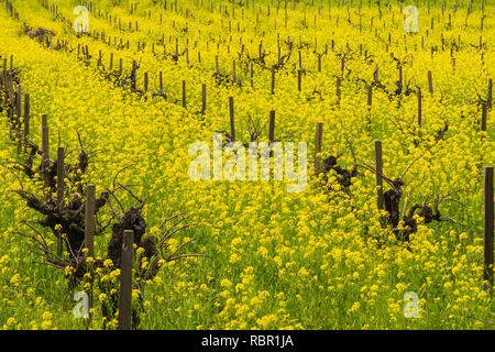 Domaine de la moutarde sauvage en fleur dans un vignoble au printemps, Sonoma Valley, Californie Banque D'Images