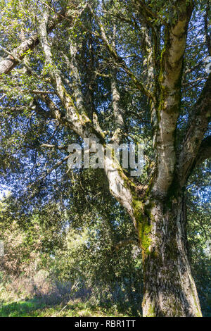 Grand Live Oak tree, Californie Banque D'Images