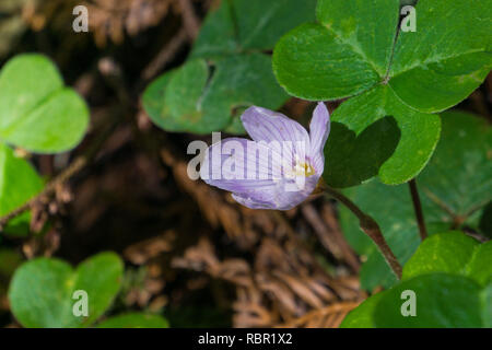 Close up de Redwood sorrel (Oxalis oregana), Californie Banque D'Images