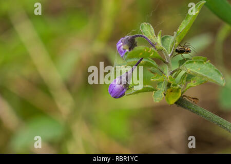 Morelle (Solanum xanti violet) bourgeons pris dans une toile d'araignée, en Californie Banque D'Images