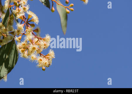 Les jeunes (Eucalyptus mallee Savon diversifolia) fleurs sur un fond de ciel bleu, en Californie Banque D'Images