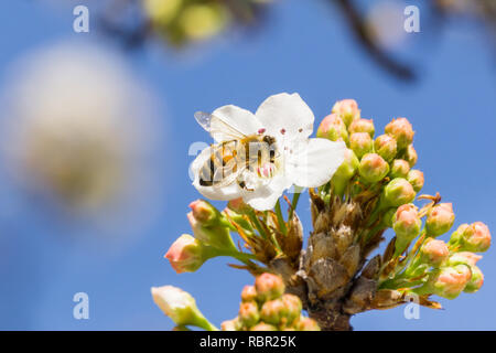 Close up of bee sur un arbre fruitier en fleurs, en Californie Banque D'Images