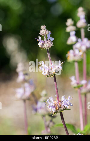 Cleveland sauge (Salvia clevelandii) des fleurs au printemps sur un arrière-plan flou, Californie Banque D'Images