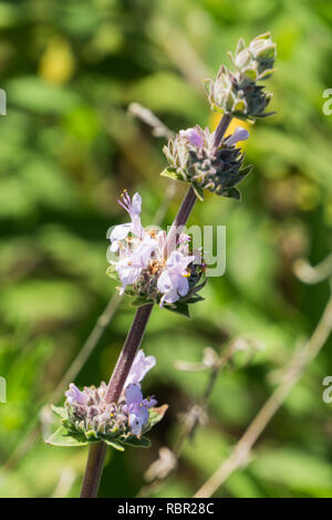 Cleveland sauge (Salvia clevelandii) des fleurs au printemps sur un arrière-plan flou, Californie Banque D'Images