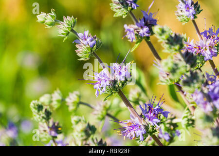 Cleveland sauge (Salvia clevelandii) fleurs en croissance sur une prairie prairie au printemps, en Californie Banque D'Images