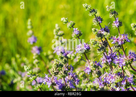 Cleveland sauge (Salvia clevelandii) fleurs en croissance sur une prairie au printemps, en Californie Banque D'Images
