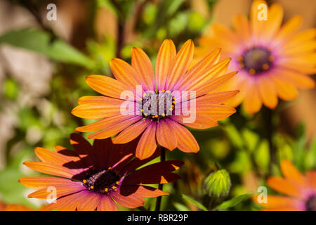 Close up of African daisy Osteospermum (Orange) Banque D'Images