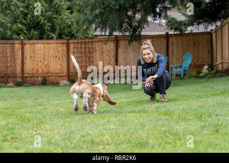 Renton, Washington, USA. Cinq mois chiot Basset Hound 'Elvis' qui venaient à son propriétaire lorsqu'il est appelé avec un 'Viens', avec les éclaboussures d'eau Banque D'Images