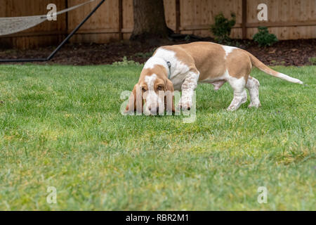 Renton, Washington, USA. Cinq mois chiot Basset Hound 'Elvis' sentir un parfum intéressant dans sa cour. Banque D'Images
