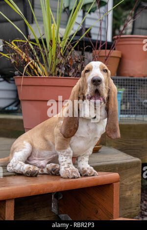 Renton, Washington, USA. Cinq mois chiot Basset Hound 'Elvis' bâillement comme il est assis sur sa terrasse. Banque D'Images