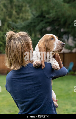 Renton, Washington, USA. Woman holding her cinq mois chiot Basset Hound 'Elvis' par dessus son épaule. Banque D'Images