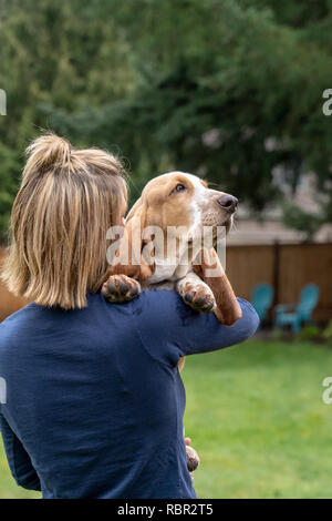 Renton, Washington, USA. Woman holding her cinq mois chiot Basset Hound 'Elvis' par dessus son épaule. Banque D'Images