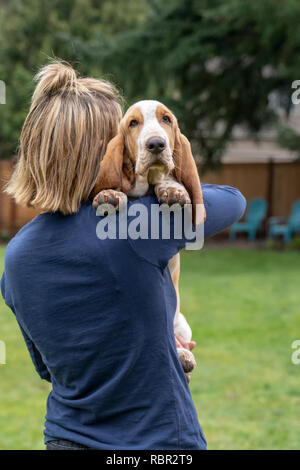 Renton, Washington, USA. Woman holding her cinq mois chiot Basset Hound 'Elvis' par dessus son épaule. Banque D'Images