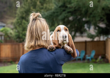 Renton, Washington, USA. Woman holding her cinq mois chiot Basset Hound 'Elvis' par dessus son épaule. Banque D'Images