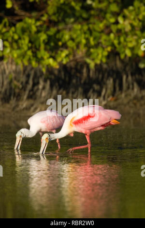 Peu d'Estero Lagoon de Fort Myers Beach, Floride, USA. Deux Spatules de sterne de l'alimentation avec des réflexions. Banque D'Images