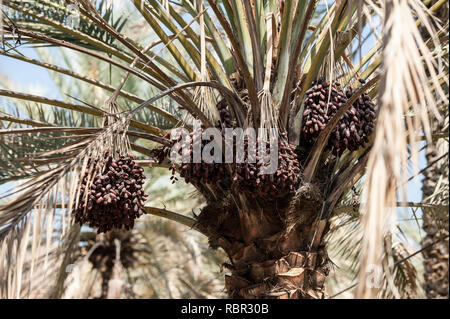 Dates sur un palmier Banque D'Images