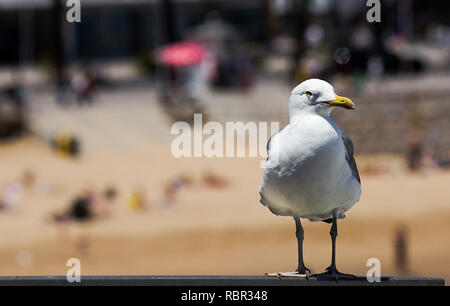 Mouette debout sur la clôture avec fond de plage floue et soleil Banque D'Images