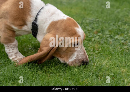 Renton, Washington, USA. Trois mois basset-hound 'Elvis' qu'à un parfum. (PR) Banque D'Images