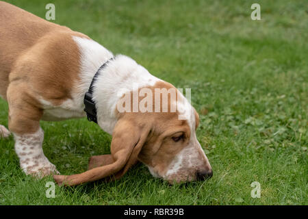 Renton, Washington, USA. Trois mois basset-hound 'Elvis' qu'à un parfum. (PR) Banque D'Images