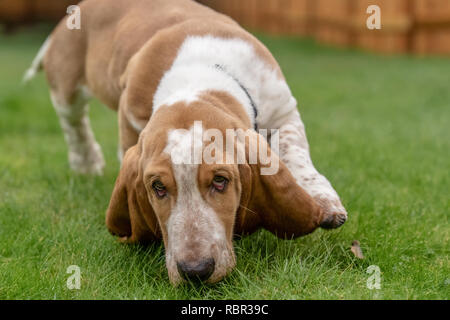 Renton, Washington, USA. Trois mois basset-hound 'Elvis' qu'à un parfum. (PR) Banque D'Images