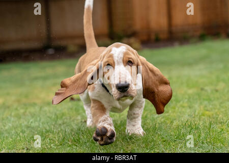 Renton, Washington, USA. Trois mois basset-hound 'Elvis' lancé dans sa cour, avec de l'eau d'être éclaboussé jusqu'au large de l'herbe mouillée. (PR) Banque D'Images