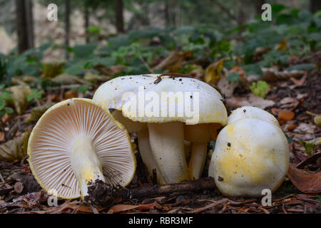 Gold flecked woodwax ou Hygrophorus chrysodon champignons dans l'habitat naturel Banque D'Images