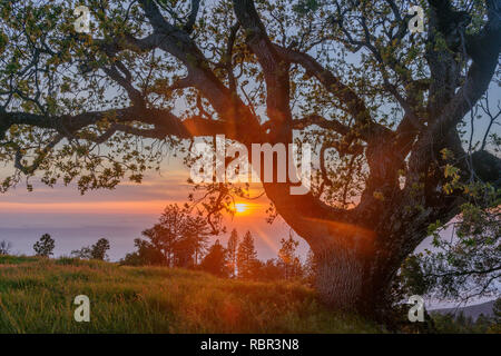 Le coucher du soleil, California Live Oak, los Padres National Forest, Big Sur, Monterey County, Californie Banque D'Images