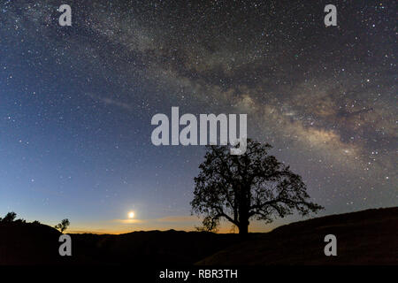 Moonrise, Milky Way, Coast Live Oak, Quercus agrifolia, los Padres National Forest, le comté de Monterey, Californie Banque D'Images