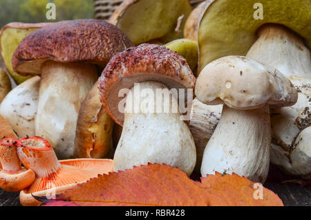 Vue rapprochée d'un groupe de l'automne des champignons comestibles, principalement Boletus edulis et quelques Lactarius deliciosus sur une surface en bois d'une vieille table en chêne Banque D'Images