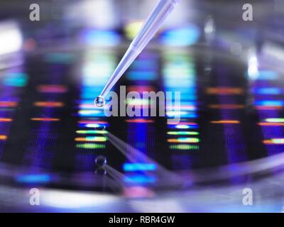 Un pipetage scientifique de l'ADN (acide désoxyribonucléique) échantillon dans une boîte de pétri avec un profil d'ADN dans l'arrière-plan. Banque D'Images