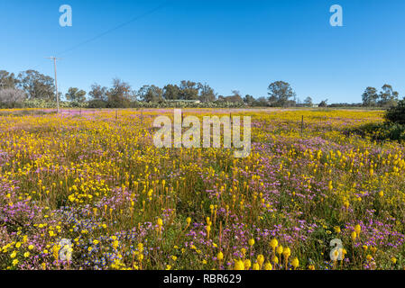 Un champ de fleurs sauvages s Willemsrivier près de Nieuwoudtville dans la province du Cap du Nord Banque D'Images