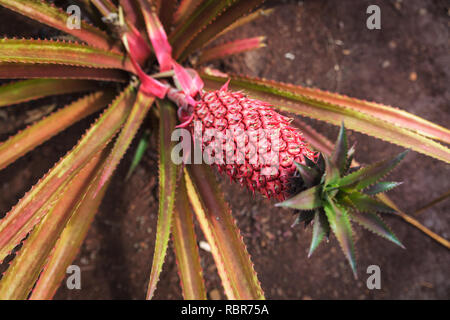 La culture d'ananas rouge sur une plantation sur l'île d'Oahu, Hawaii Banque D'Images