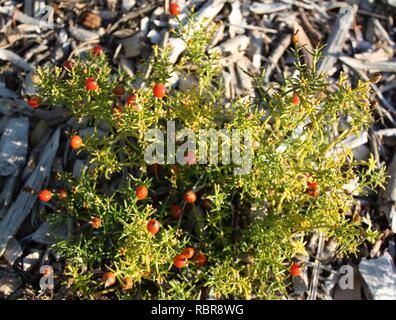 Aambeibossie - de D à K de l'Afrique du Sud - Chironia baccifera - Cape Town. Banque D'Images