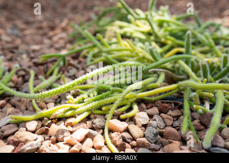 Vue rapprochée d'un Rhipsalis baccifera cactus-gui ou d'épines et branches Banque D'Images