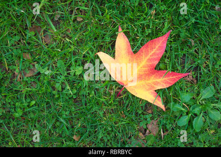 Une seule feuille d'automne rouge et jaune sur le fond de l'herbe. Banque D'Images