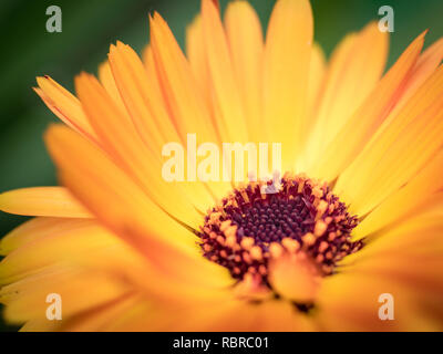 Un plan macro d'un beau jaune et orange gerber daisy, Close up Banque D'Images