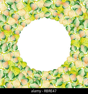 Aquarelle Hortensia vert et jaune design cercle avec place pour le texte. Peut être utilisé pour la décoration de textiles, impression carte d'invitation, décoration de printemps, l'envelopper Banque D'Images