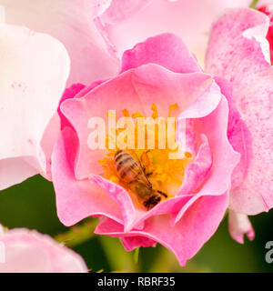 Une abeille floue trouve un régal sucré dans une rose rose éblouissante. Les petits ouvriers de la nature travaillent dur. Banque D'Images