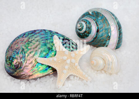 Mère de pearl coquillages avec étoile de mer cours sur fond de sel. Banque D'Images