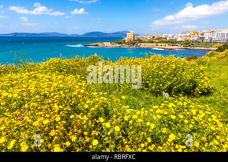 Côtes de la Méditerranée dans la ville d'Alghero, Sardaigne, Italie. Les fleurs du printemps et les arbres sur le premier plan, les bâtiments colorés du vieux centre-ville d'Alghero sur bac Banque D'Images