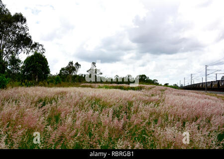 Themeda australis - Kangaroo herbe, à côté de plus en plus façon rail track Banque D'Images