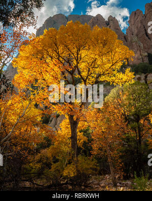 Après-midi la lumière filtre à travers le feuillage d'un arbre en pleine gloire d'automne. Cave Creek Canyon, Portal, en Arizona. Banque D'Images